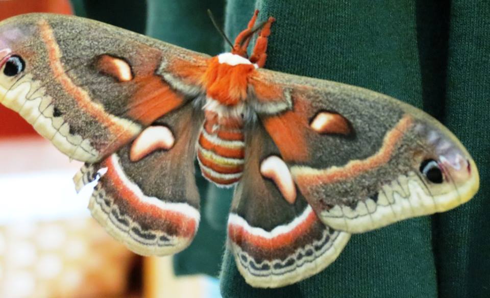 Most Elusive Moth – Friends of the Limberlost